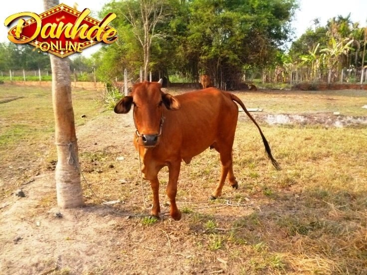 Tìm hiểu bò chạy vào nhà có điềm gì