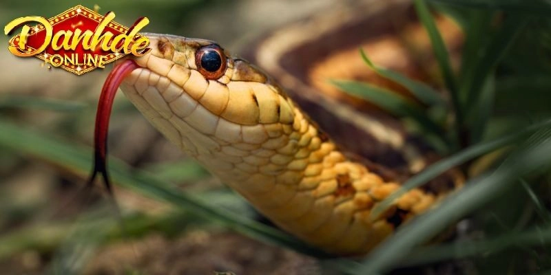 Ý Nghĩa Giấc Mơ Thấy Nhiều Rắn Và Con Số May Mắn